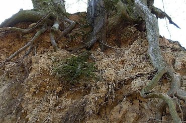 fantastyczne kształty korzeni drzew #KazimierzDolny