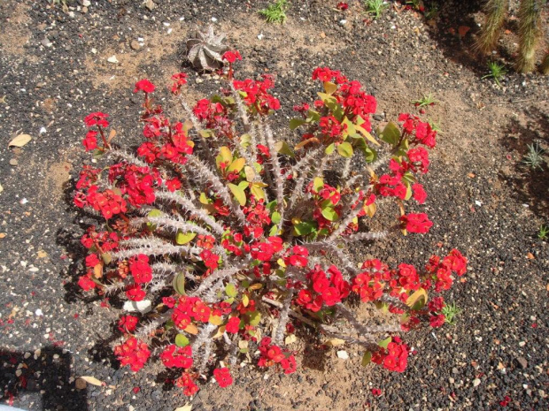 Kaktus #Kaktus #kwiaty #egzotyczne #roślinki #Teneryfa