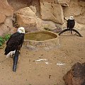 Bielik amerykański to duży ptak o długości ciała od 71 do 96 cm, z rozpiętością skrzydeł od 168 do 244 cm #Teneryfa #JunglePark #zwierzątka #ptaszki #orzeł