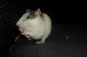 Tulio czuje się coraz lepiej #szczury #szczur #rat #rats