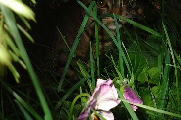 #kot #natura #przyroda #kwiaty #tulipan #bratek #trawa #zieleń