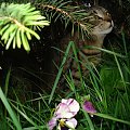 #kot #natura #przyroda #kwiaty #tulipan #bratek #trawa #zieleń