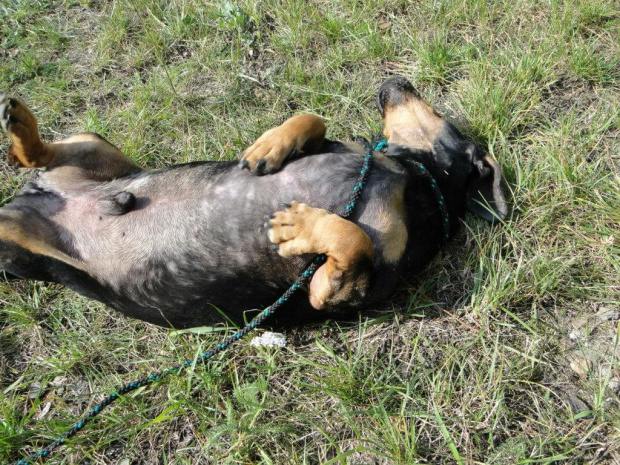 Koty do adopcji #adopcja #adopcje #Gliwice #kocięta #kot #kotki #koty #pomoc #przygarnę #schronisko #zaadoptuję #zwierzęta