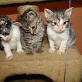 Koty do adopcji #adopcja #adopcje #Gliwice #kocięta #kot #kotki #koty #pomoc #przygarnę #schronisko #zaadoptuję #zwierzęta