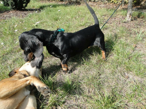 Koty do adopcji #adopcja #adopcje #Gliwice #kocięta #kot #kotki #koty #pomoc #przygarnę #schronisko #zaadoptuję #zwierzęta