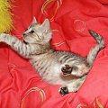 Koty do adopcji #adopcja #adopcje #Gliwice #kocięta #kot #kotki #koty #pomoc #przygarnę #schronisko #zaadoptuję #zwierzęta