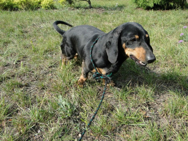 Koty do adopcji #adopcja #adopcje #Gliwice #kocięta #kot #kotki #koty #pomoc #przygarnę #schronisko #zaadoptuję #zwierzęta
