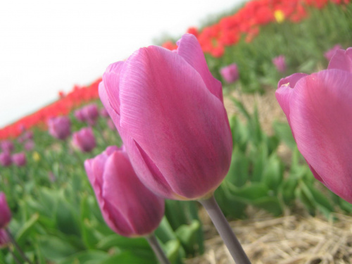 Wycieczka z koła przyrodniczego #TulipanyPolska