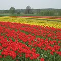 Nie Holandia!Polska!! #TulipanyPolskaKoloryCzerwień