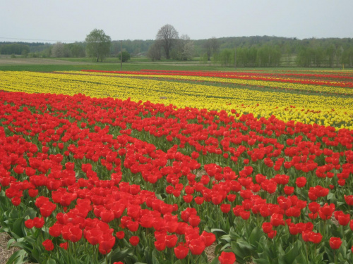 Nie Holandia!Polska!! #TulipanyPolskaKoloryCzerwień