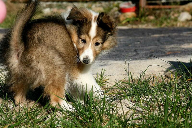 PEARL PRINCESS Z Kojca Coli #MiniColie #OwczarekSzetlandzki #sheltie #szetland