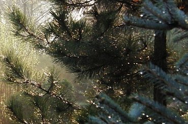 #krople #drzewo #mgła #ranek