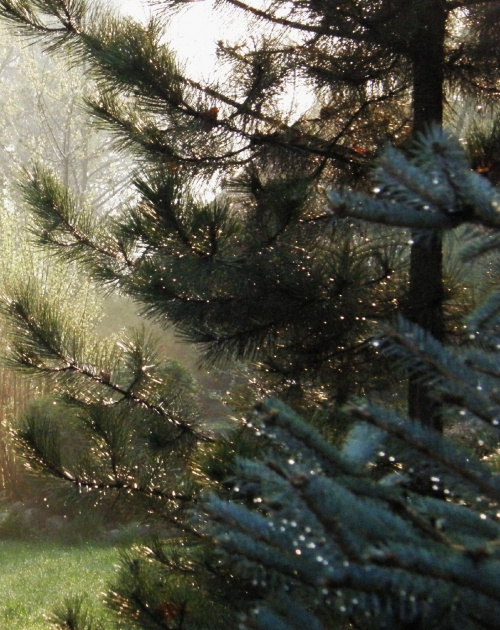#krople #drzewo #mgła #ranek