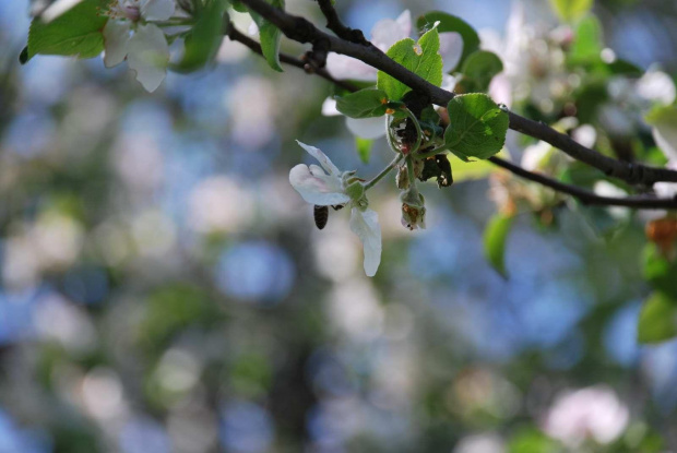 Uroki wiosny #wiosna #kwiaty #przyroda #natura