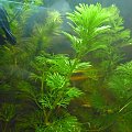 Ryby i rośliny w mioim akwarium #akwaria #RoślinyAkwarystyczne #ryby #rośliny