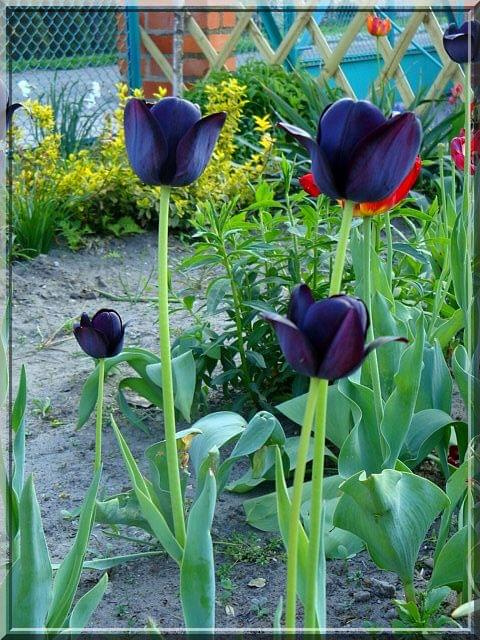 następne tulipany.. ;D tym razem fioletowo-czarne #tulipan #kwiat #ogród #wiosna