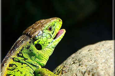 jaszczurka zielona;) samiec #jaszczurka #gad #zwinka #MakroLas #łąka