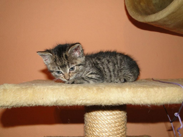 Koty do adopcji
