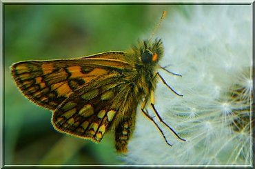 na chmurce.. ;D #motyl #makro #dmuchawiec #owad