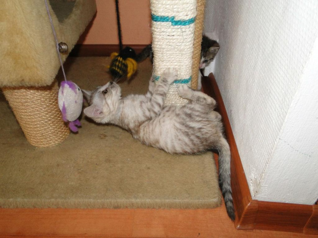 Koty do adopcji #adopcja #adopcje #Gliwice #kocięta #kot #kotki #koty #pomoc #przygarnę #schronisko #zaadoptuję #zwierzęta
