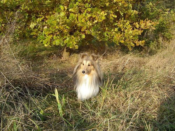 sheltie #SheltieOwczarekSzetlandzki