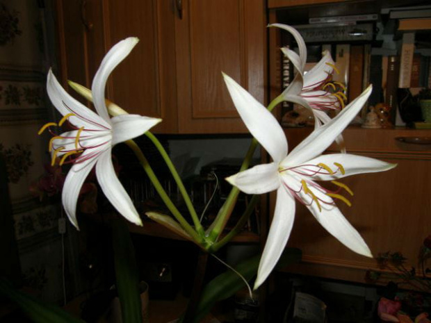 crinum