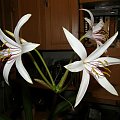 crinum