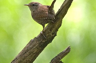 Strzyżyk #Strzyżyk #ptak #przyroda #natura