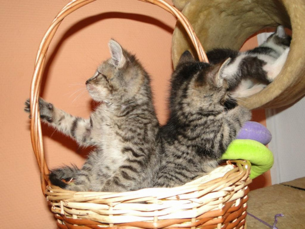 Koty do adopcji #adopcja #adopcje #Gliwice #kocięta #kot #kotki #koty #pomoc #przygarnę #schronisko #zaadoptuję #zwierzęta