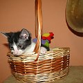Koty do adopcji #adopcja #adopcje #Gliwice #kocięta #kot #kotki #koty #pomoc #przygarnę #schronisko #zaadoptuję #zwierzęta