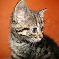 Koty do adopcji #adopcja #adopcje #Gliwice #kocięta #kot #kotki #koty #pomoc #przygarnę #schronisko #zaadoptuję #zwierzęta
