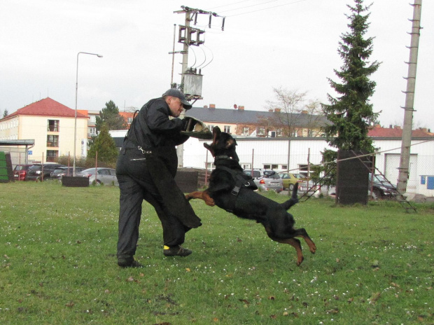 7 #amigo #psy #rottweiler