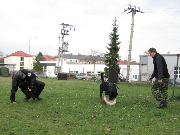 10 #amigo #psy #rottweiler