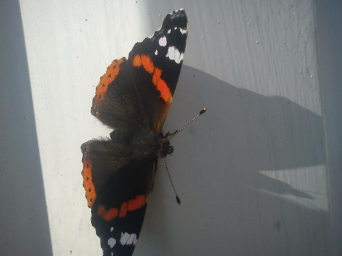 jesienny motyl #motyl