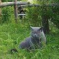 Kocie wakacje-Sarbinowo Morskie -czerwiec 2011