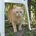 Kocie wakacje-Sarbinowo Morskie -czerwiec 2011