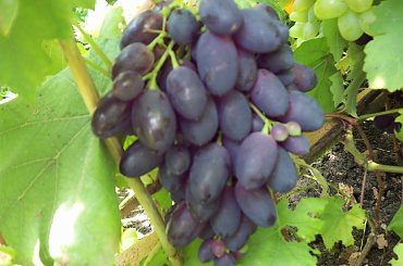 Nadieżda Azos #winnica #winogrona #Winorośl