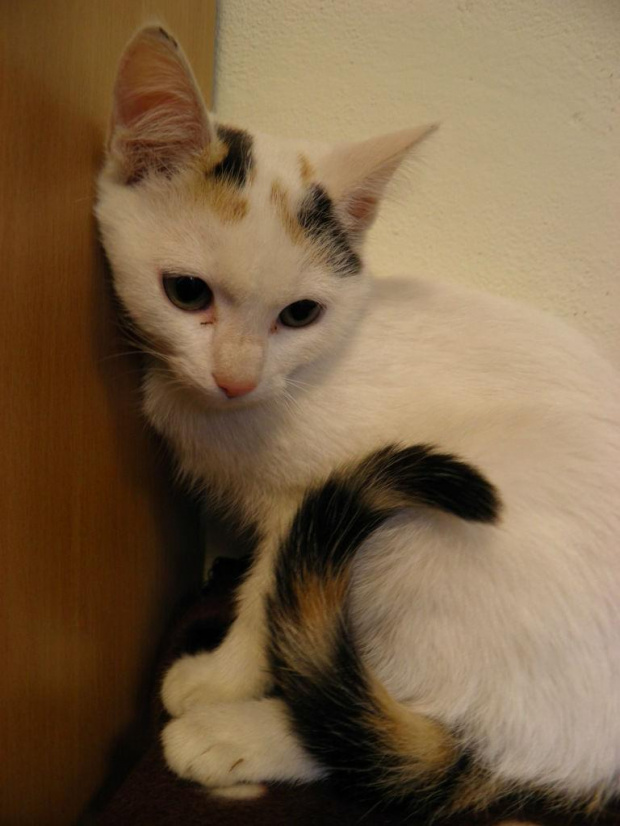 Koty do adopcji #adopcja #adopcje #Gliwice #kocięta #kot #kotki #koty #pomoc #przygarnę #schronisko #zaadoptuję #zwierzęta