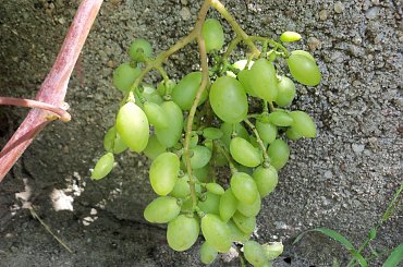 Różowoje Cudo #winnica #winogrona #Winorośl