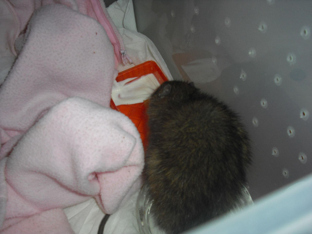 pobity dzikusek walczy o życie #rat #rats #szczur #szczury