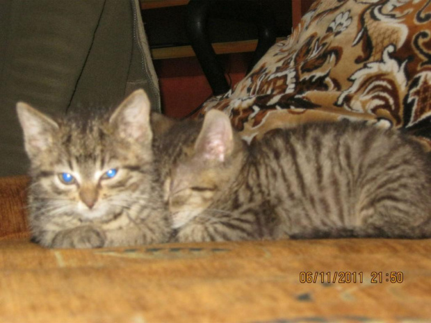 Koty do adopcji #adopcja #adopcje #Gliwice #kocięta #kot #kotki #koty #pomoc #przygarnę #schronisko #zaadoptuję #zwierzęta