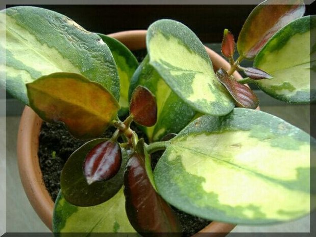 Hoya australis lisa