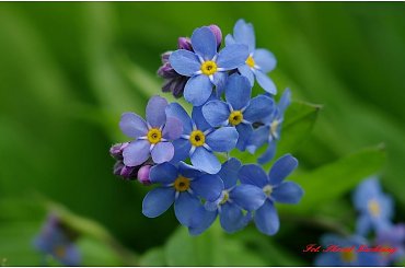 #Niezapominajki #makro