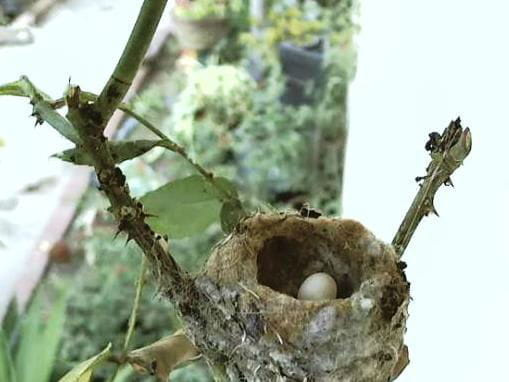 Koliberka Phoebe właśnie złożyła pierwsze jajeczko http://phoebeallens.com/