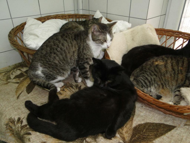 Koty do adopcji #adopcja #adopcje #Gliwice #kocięta #kot #kotki #koty #pomoc #przygarnę #schronisko #zaadoptuję #zwierzęta