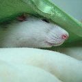 Poduchowa Sesja