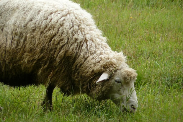 Studium przeżuwania #Zwierzęta #owce #barany