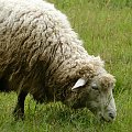 Studium przeżuwania #Zwierzęta #owce #barany