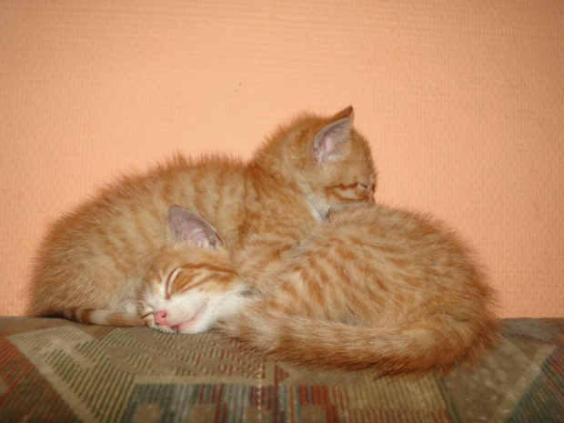 Koty do adopcji #adopcja #adopcje #Gliwice #kocięta #kot #kotki #koty #pomoc #przygarnę #schronisko #zaadoptuję #zwierzęta