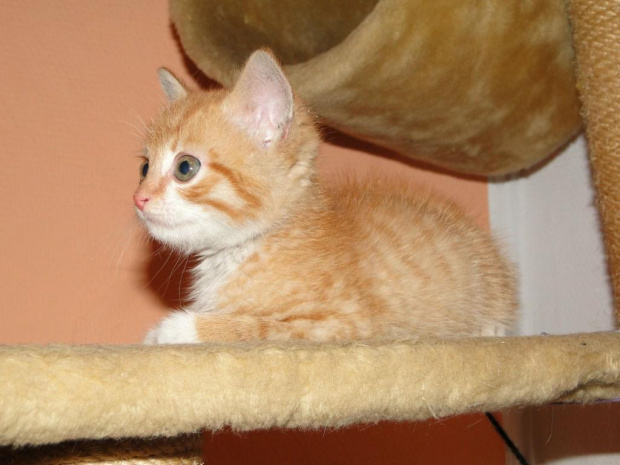 Koty do adopcji #adopcja #adopcje #Gliwice #kocięta #kot #kotki #koty #pomoc #przygarnę #schronisko #zaadoptuję #zwierzęta